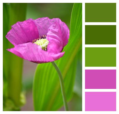 Flower Wallpaper Medicinal Plant Poppy Flower Opium Poppy Image