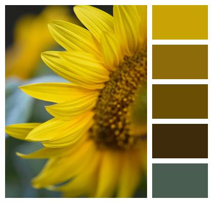 Summer Sunflower Flower Wallpaper Botany Image