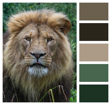 Animal Predator Lion Nature Image