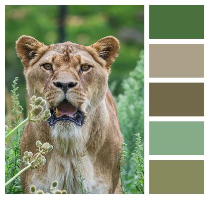 Nature Lion Predator Animal Image