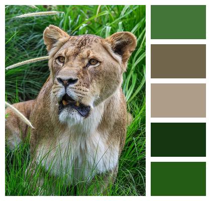Nature Predator Lion Animal Image