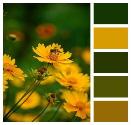 Flowers Coreopsis Outdoor Stamen Image
