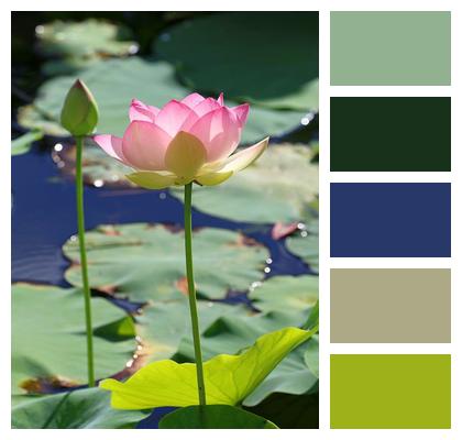 Flower Background Lotus Leaf Green Pond Image