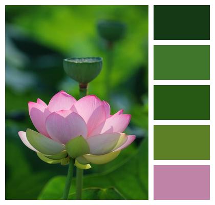 Lotus Leaf Garden Flower Background Flower Image