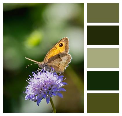 Pollination Meadow Brown Wings Fauna Image