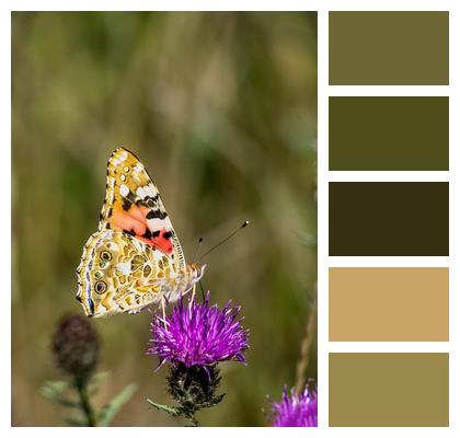 Wing Nature Insect Butterfly Image
