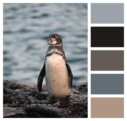 Penguin Tierwelt Galapagos Image