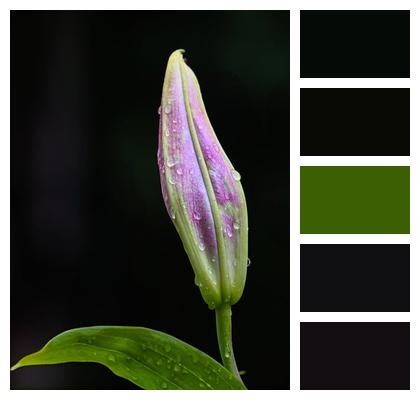 Plant Nature Close Up Bloom Image