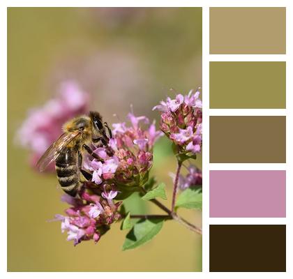 Flower Background Biodiversity Close Up Pollination Image