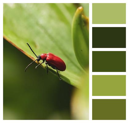 Nature Animal Macro Red Image