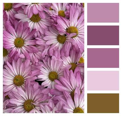 White Pink Flower Wallpaper Poster Image