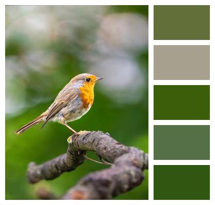 Bird Wildlife Tree Robin Image