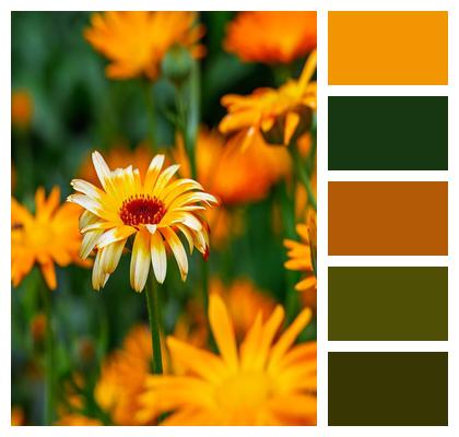 Garden Marigold Close Up Yellow Summer Flower Image
