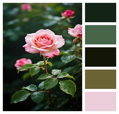 Bloom Rose Flower Petals Flora Image
