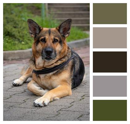 Dog Training Dog Breed Animal Security Service Image