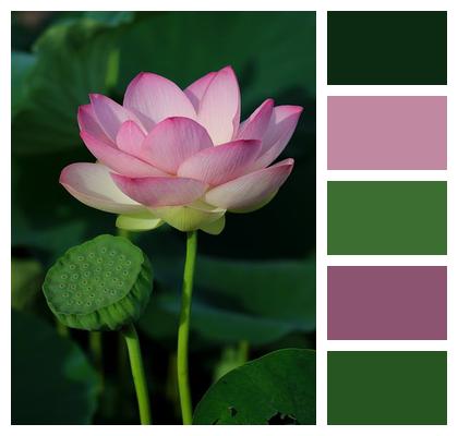 Plant Flower Wallpaper Leaf Water Image