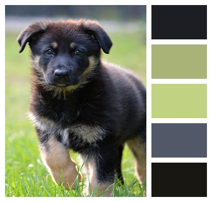 Psi Furry Puppy Pet Image