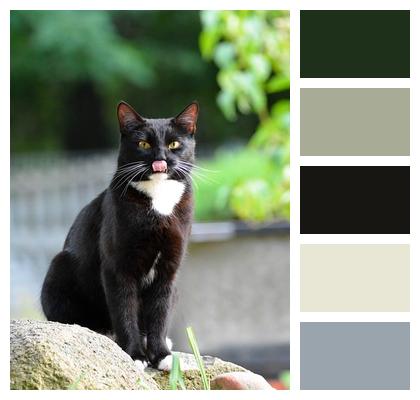 Kitten Cat Animal Pet Image