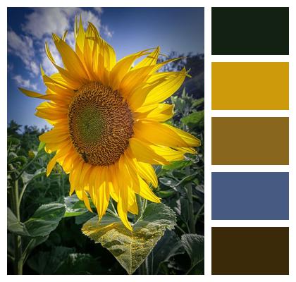 Bloom Sunflowers Nature Sunflower Seeds Image