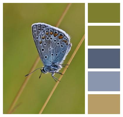 Butterfly Bluish Wing Butterflies Image