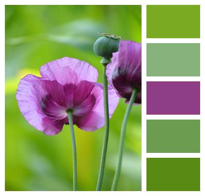 Papaver Poppies Flora Flower Image