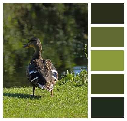 Waterfowl Plumage Gray Duck Spirit Image