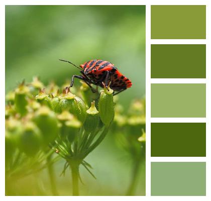 Striped Insect Photo Mobile Wallpaper Blossom Image