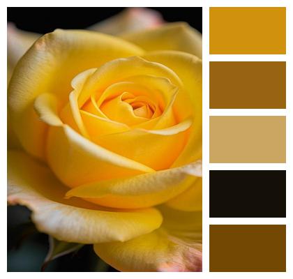Garden Bloom Petals Yellow Rose Image