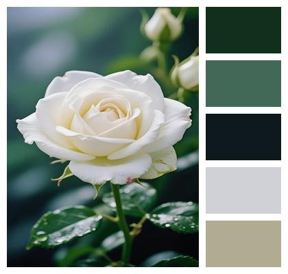 Flower Flower Wallpaper Rose Plant Image