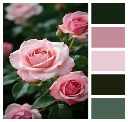 Garden Blossom Rose Flower Background Image