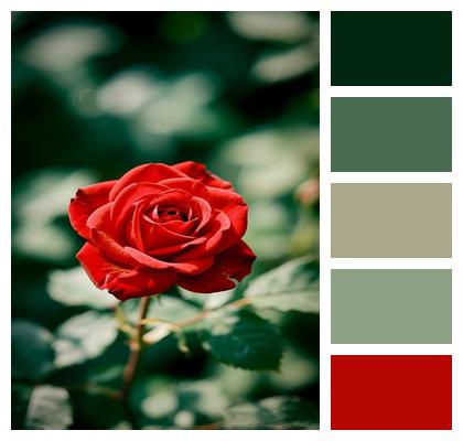 Beautiful Flowers Rose Flower Blossom Bloom Image