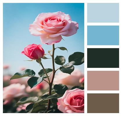 Bloom Beautiful Flowers Rose Blossom Image