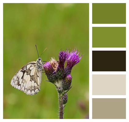 Blossom Summer Butterfly Checkerboard Image