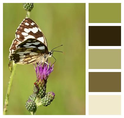 Wing Thistle Butterflies Close Up Image