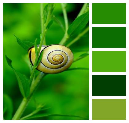 To Crawl Nature Plant Garden Image
