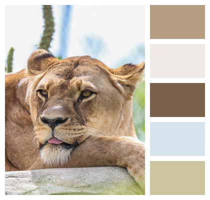 Nature Predator Lion Animal Image