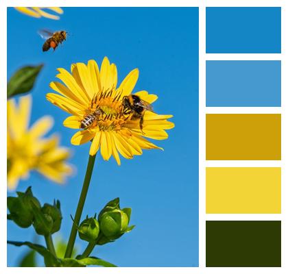 Summer Pollinate Pollination Insect Image