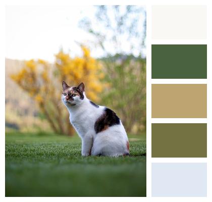 Pet Whiskers Eyes Cat On Gras Image