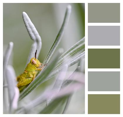 Insect Garden Lavender Summer Image