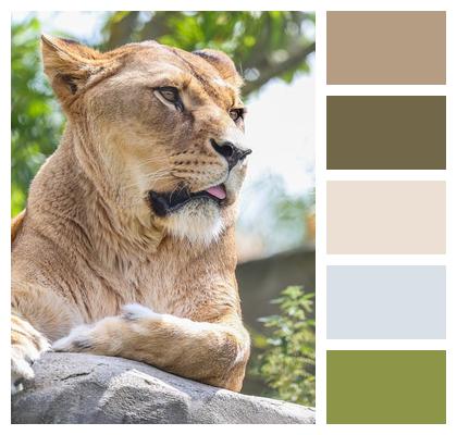 Nature Predator Animal Lion Image