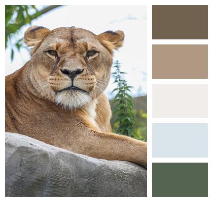 Nature Lion Predator Animal Image