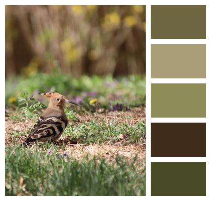 Beak Hoopoe Spring Perched Image