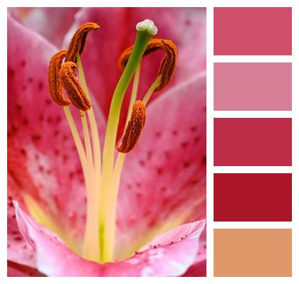 Close Up Petals Lilies Nature Image