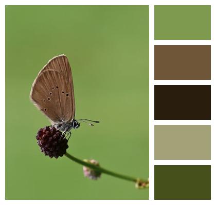 Nature Butterfly Wings Close Up Bloom Image