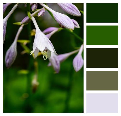 Flowers Hosta Flower Bud Outdoor Image