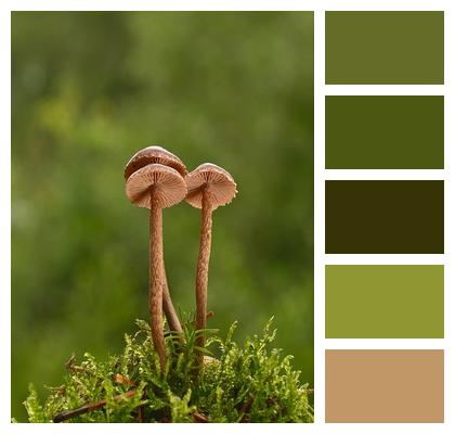 Disc Fungus Helmling Nature Mini Mushroom Image