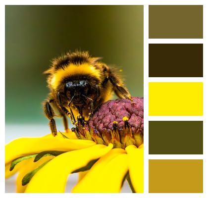 Blossom Nectar Pollination Flower Wallpaper Image