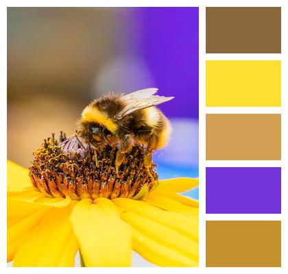 Bumblebee Honey Pollen Beautiful Flowers Image
