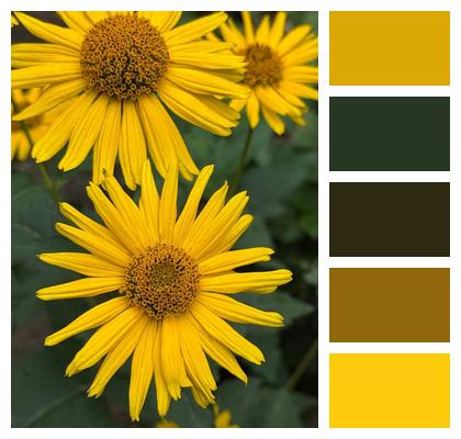 Flower Garden Blossoms Plant Image