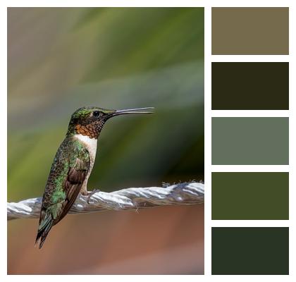 Mohan Ornithology Hummingbird Wallpaper Image